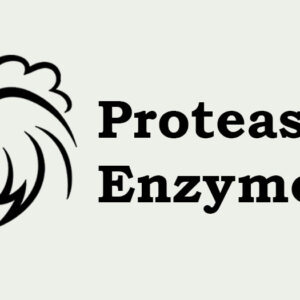 Protease Enzyme