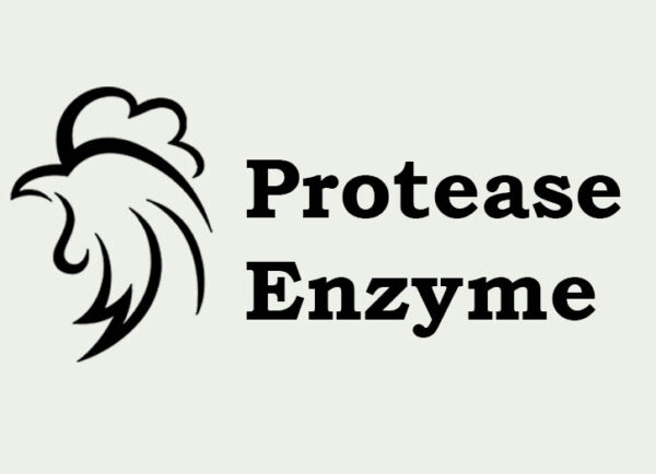 Protease Enzyme